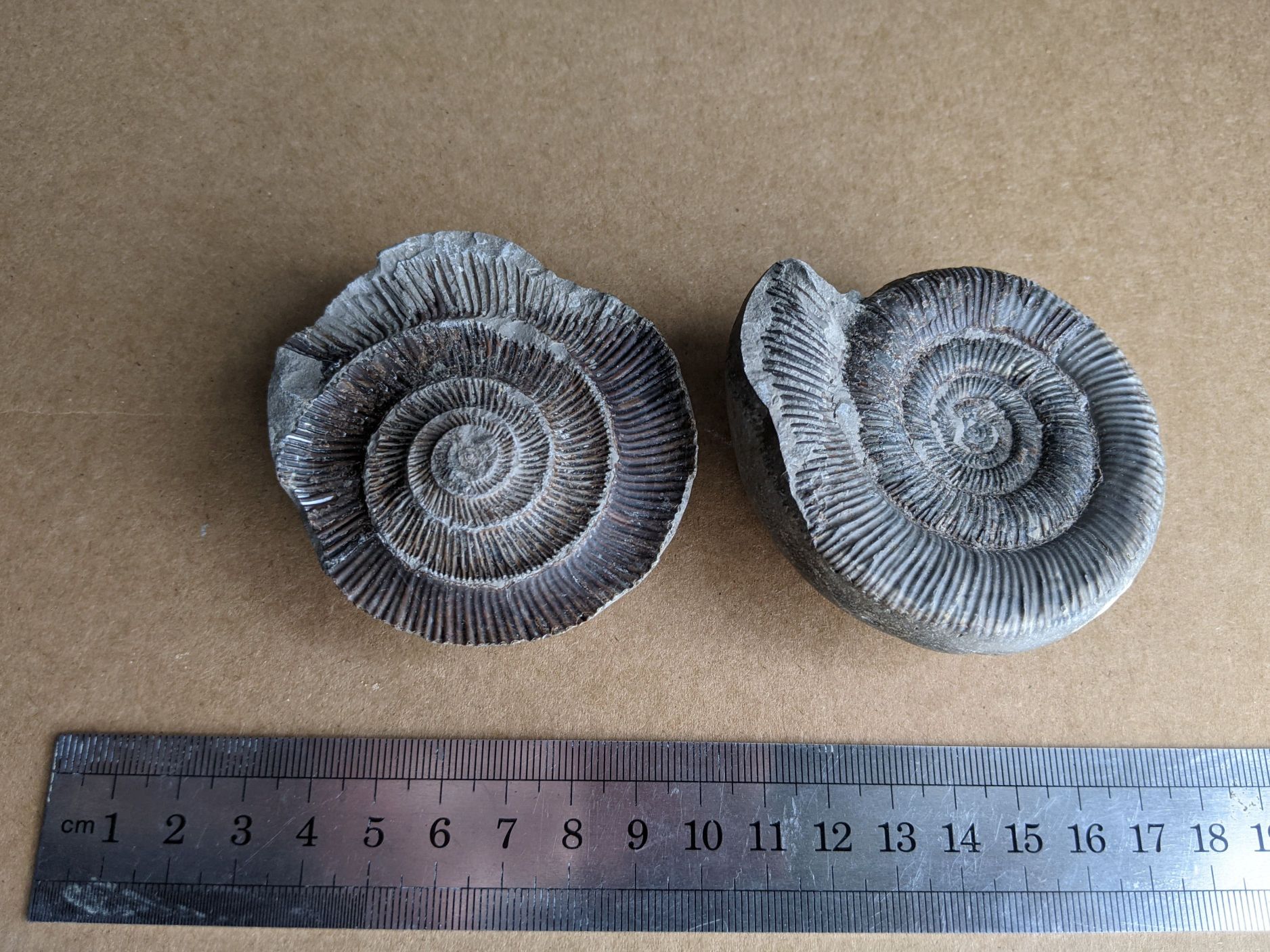 images/fossils/dac_01.jpg
